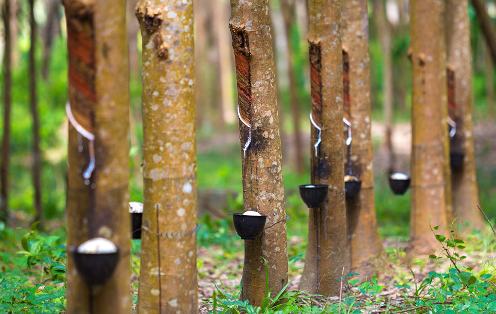 A close-up shot of rubber trees with bowls collecting sap