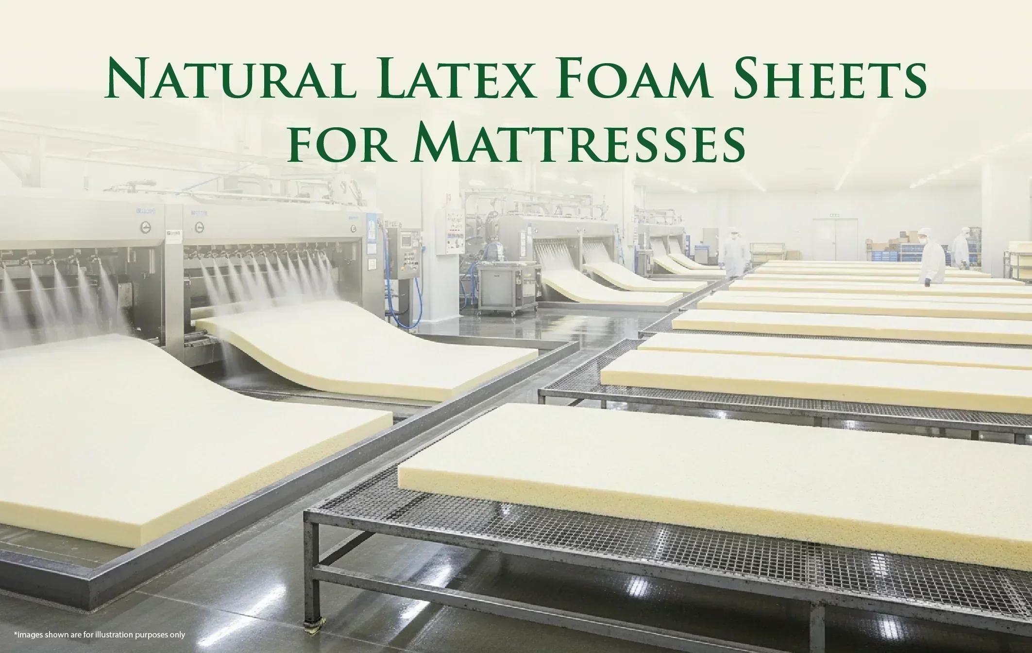 How Natural Latex Foam Sheets Are Made for Mattress Manufacturing